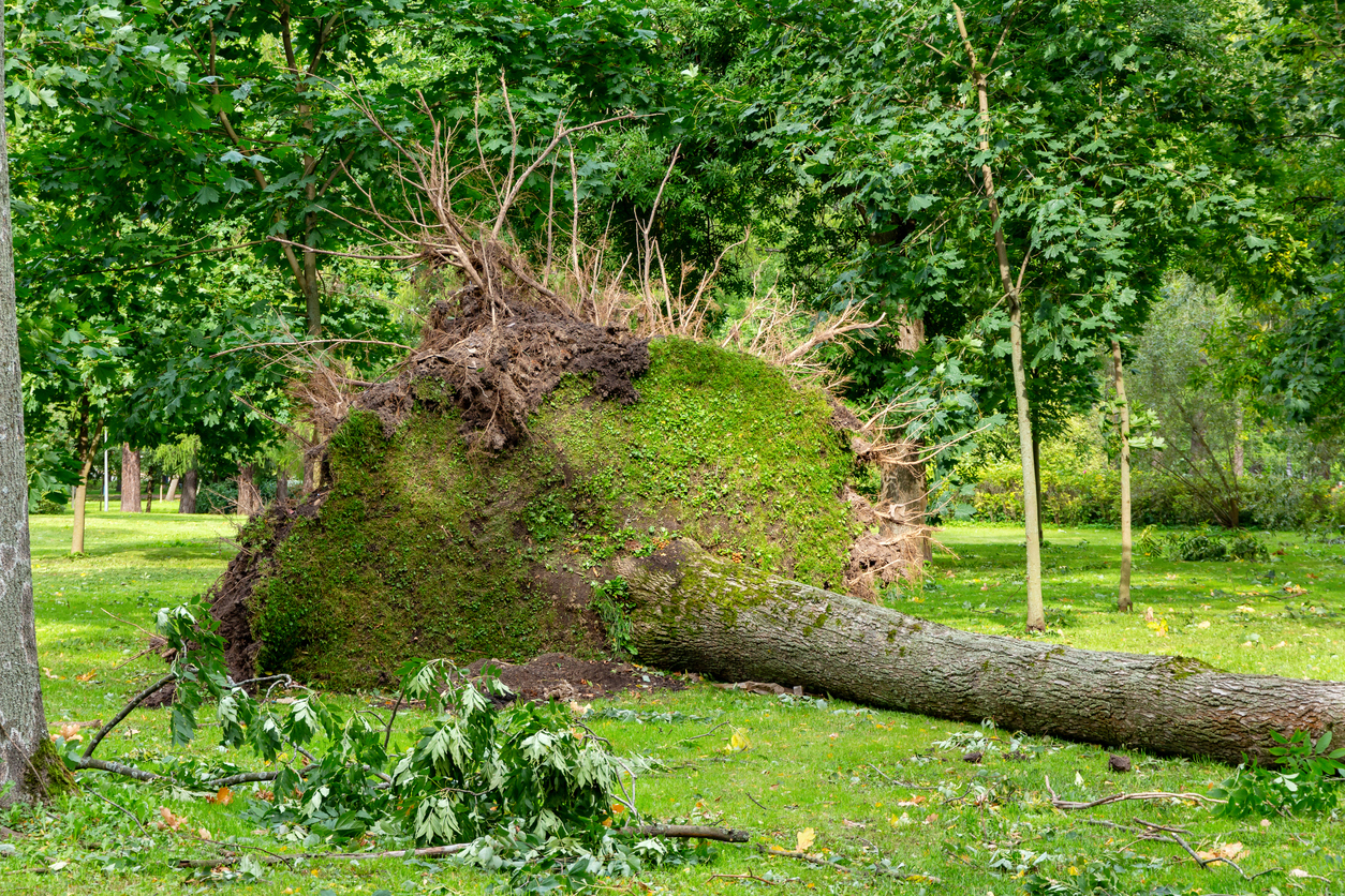 PappelWurzel abtöten So entfernen Sie den Baum