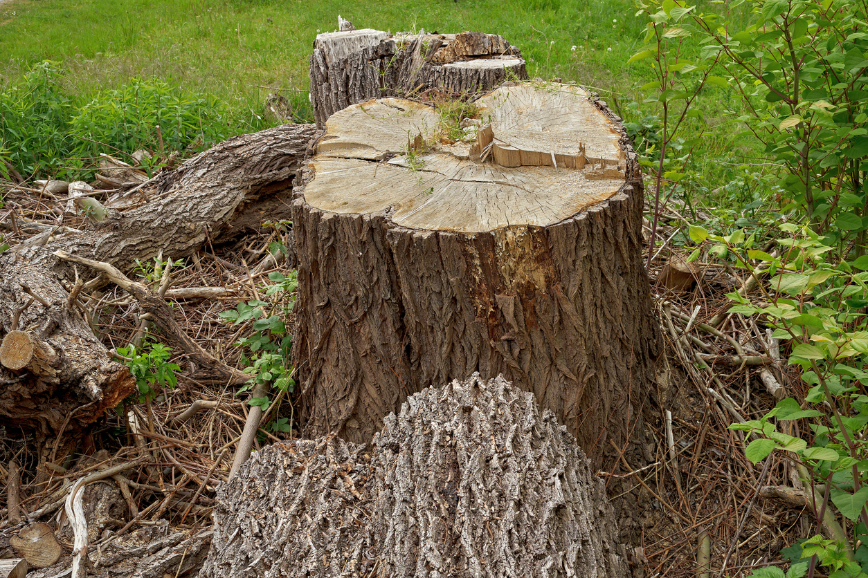 Pappel im Steckbrief Alle Merkmale kurz zusammengefasst