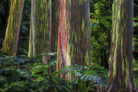 regenbogen-eukalyptus-bonsai