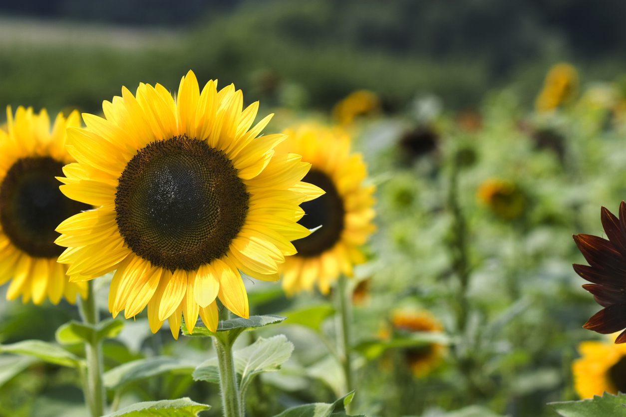 Sonnenblumen » Wissenswertes zur Blütezeit