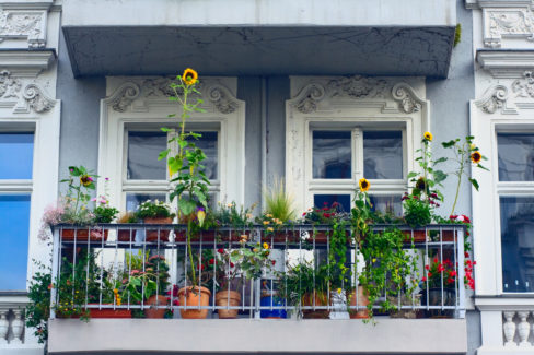 sonnenblume-balkon