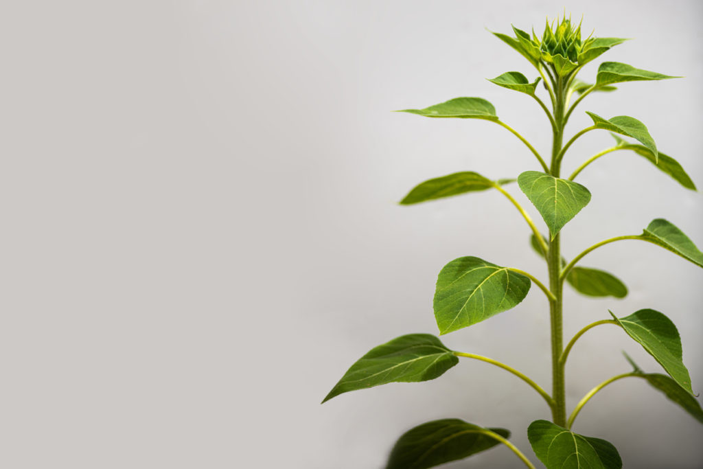 Sonnenblume In diesem Steckbrief lernen Sie die Pflanze kennen