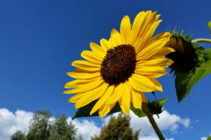 Sonnenblume als Staude - Das sind die Vorteile der ...