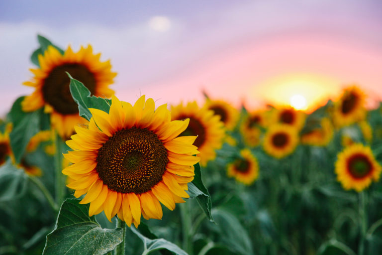 Sonnenblumen pflanzen Wann ist der beste Zeitpunkt dafür?