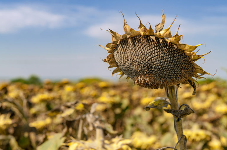 Sonnenblumen pflanzen Wann ist der beste Zeitpunkt dafür?