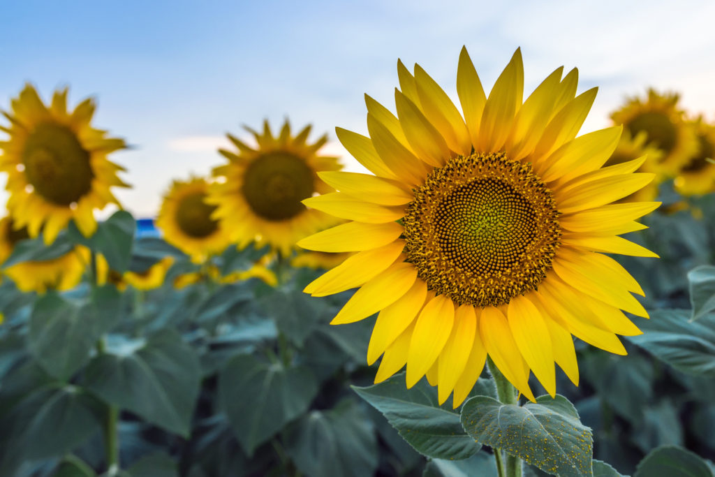 49+ Sonnenblumen Pflanzen Zeitpunkt, Die sonnenblumenblütezeit kann