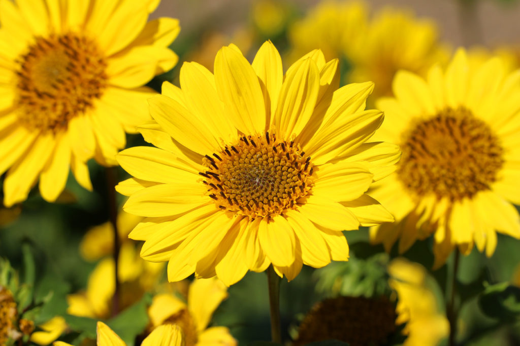 Staudensonnenblume Ist diese Sorte winterhart?