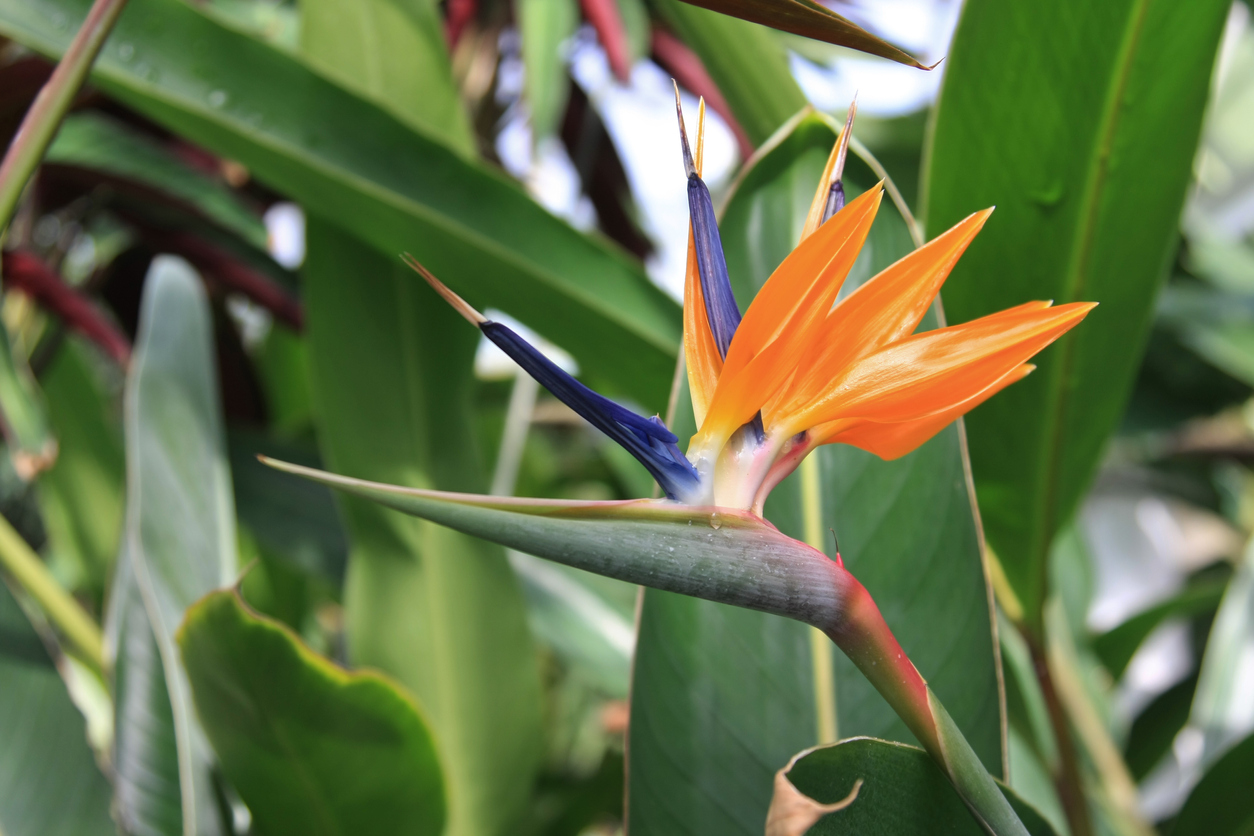 Strelitzie pflanzen Mit dieser Anleitung gelingt es Ihnen