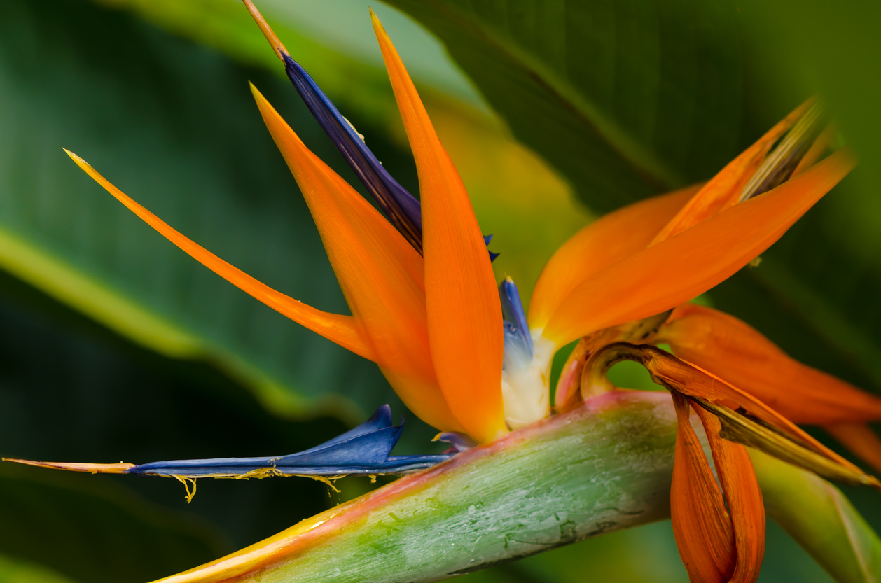 Strelitzie bekommt braune Blätter Woran kann das liegen?