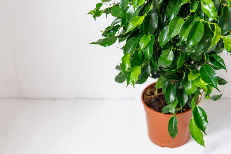 Ficus Benjamini An diesem Standort fühlt er sich besonders wohl