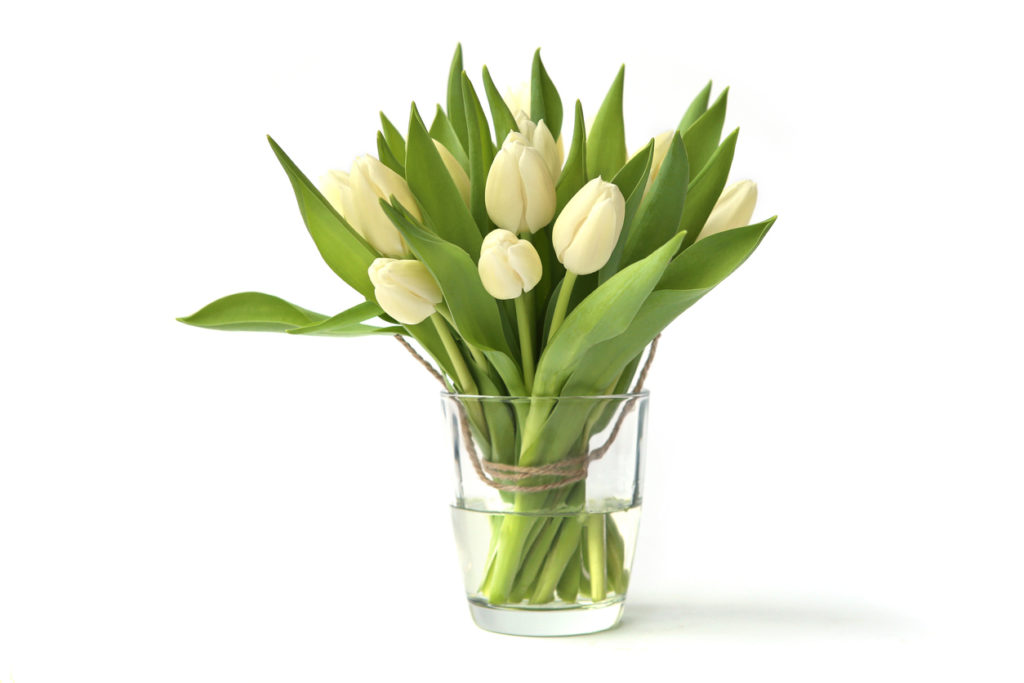 Wieviel Wasser Brauchen Tulpen In Der Vase Tulpen - Wie viel Wasser benötigt die Pflanz eigentlich?