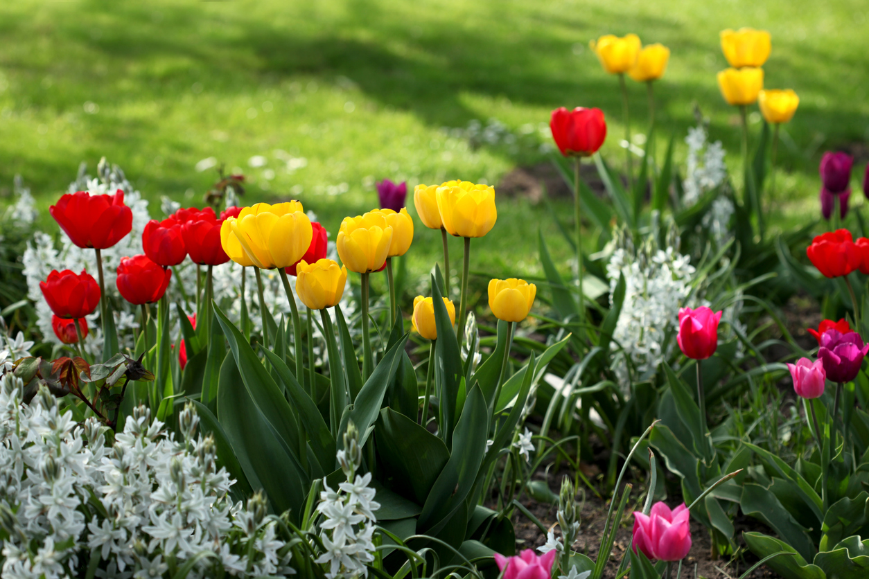 Tulpen An diesem Standort fühlen sie sich besonders wohl