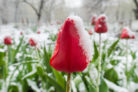 tulpen-winterhart