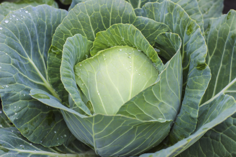 Weißkohl - Wann beginnt Erntezeit des leckeren Gemüses?