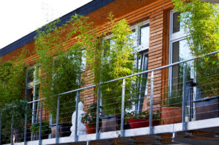 Ziergras Schatten - Diese Sorten sind geeignet