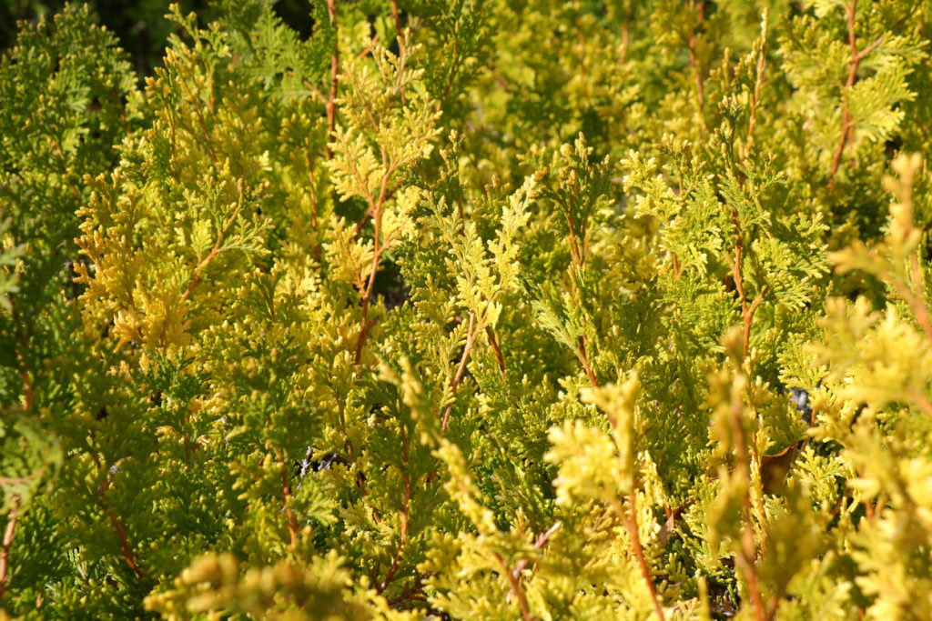 Thuja oder Zypresse Wo liegen die Unterschiede?