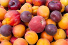 aprikose-pflaume