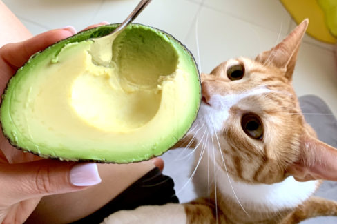 avocado-katze