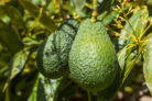 avocado-obst-oder-gemuese