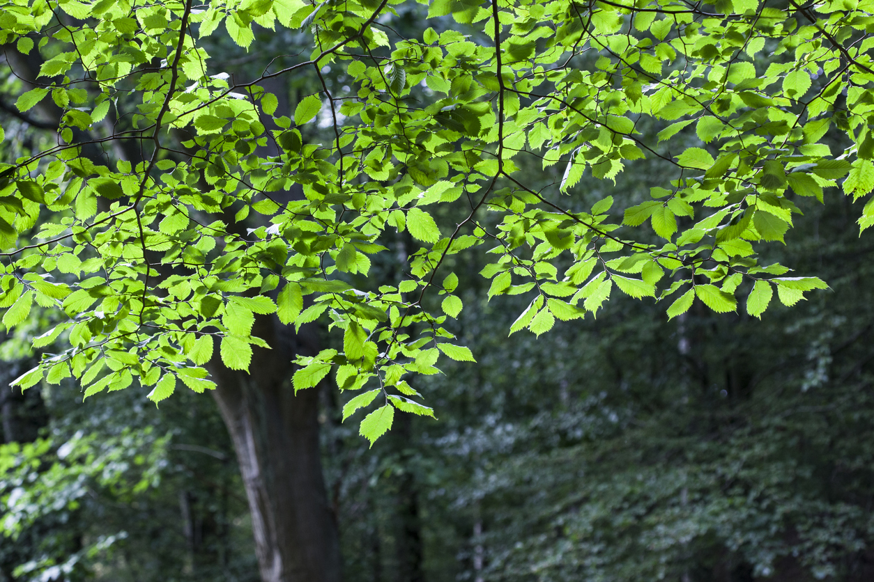 Bergulme In diesem Steckbrief lernen Sie den Baum kennen