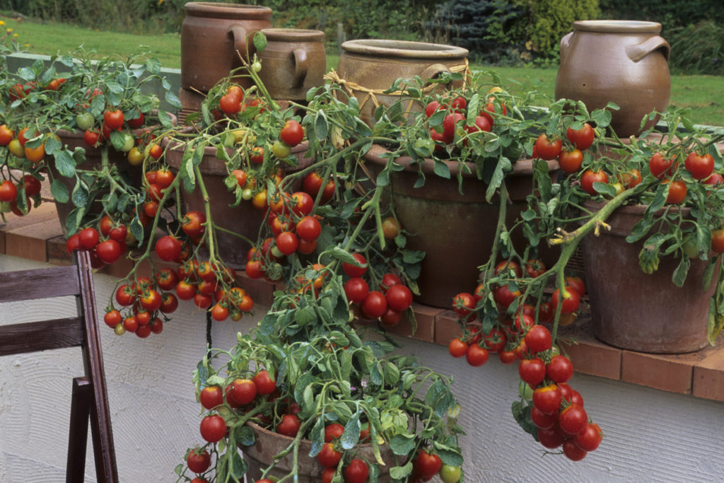 Cocktailtomaten auf dem Balkon So machen Sie es richtig