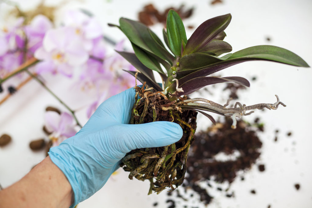 Cymbidium umtopfen - Mit dieser Anleitung gelingt es Ihnen