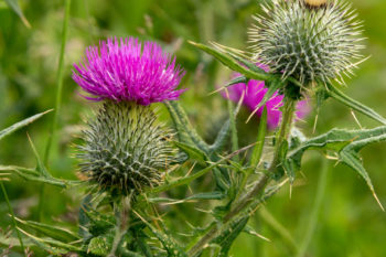 Distel entfernen Diese Möglichkeiten kommen infrage