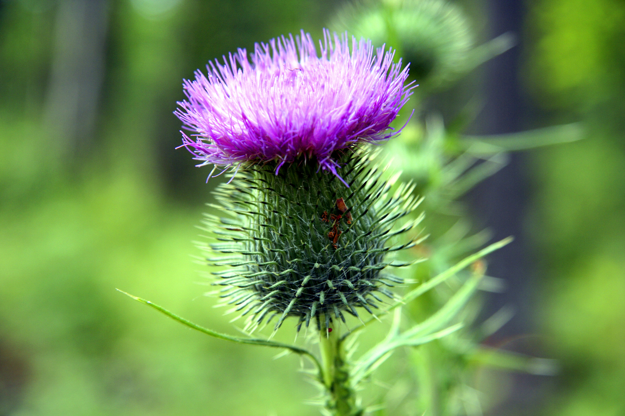 Distel In diesem Steckbrief lernen Sie die Pflanze kennen