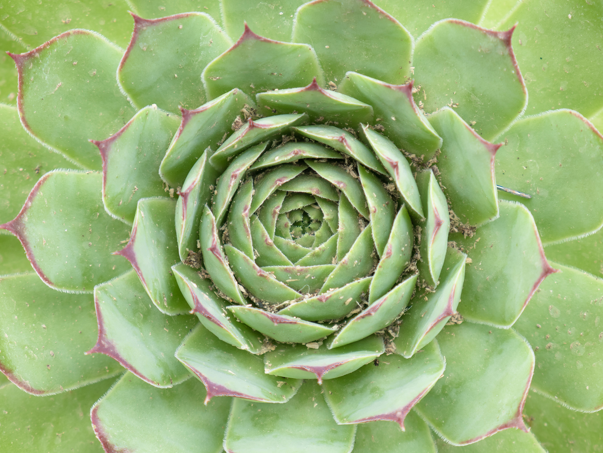 Echeveria gießen So viel Wasser verträgt die Pflanze