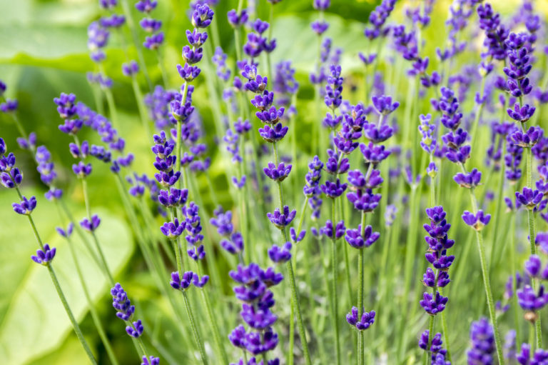 Echter Lavendel In diesem Steckbrief lernen Sie die Pflanze kennen