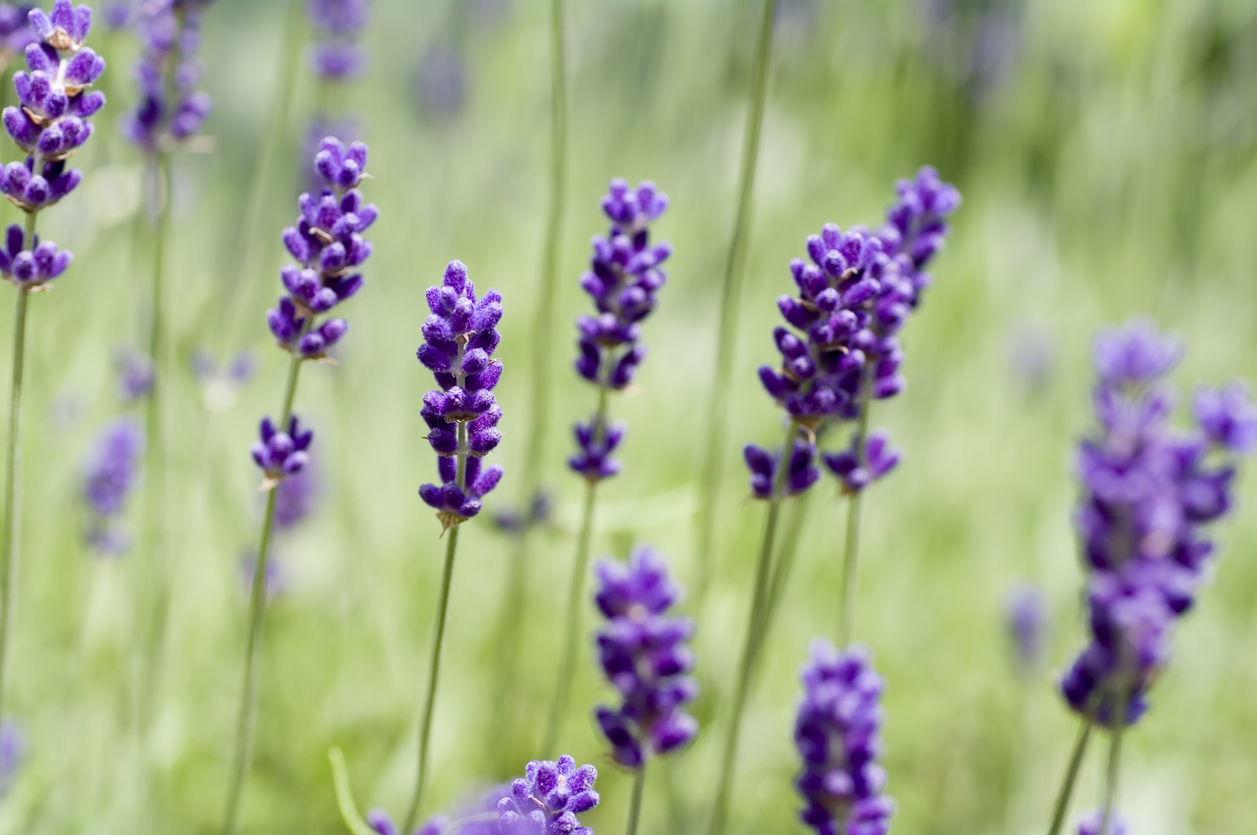 Echter Lavendel So erkennen und unterscheiden Sie die Pflanze