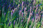 echter-lavendel-winterhart