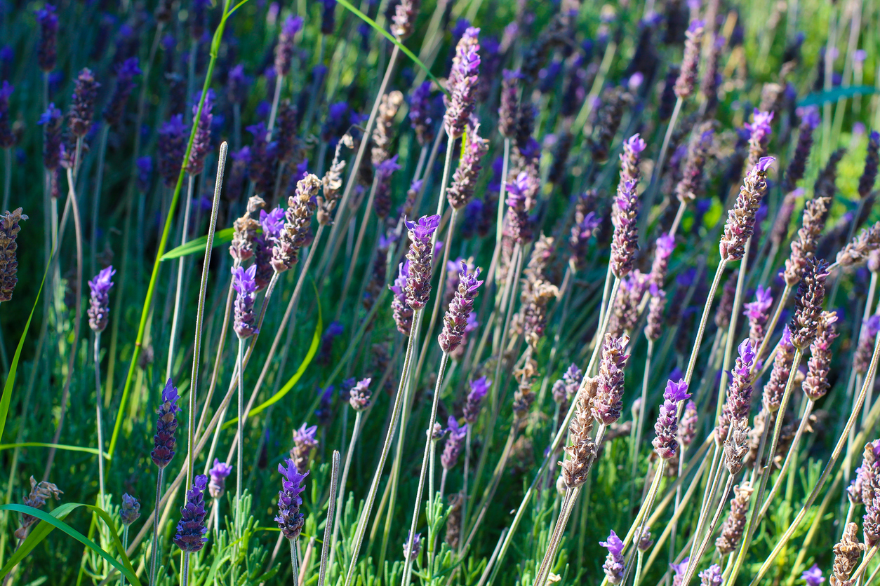Echter Lavendel Ist diese Pflanze winterhart oder benötigt sie Schutz?