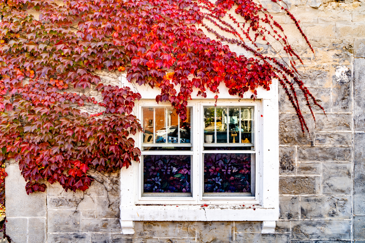 clematis und efeu Hecke am laufenden Meter® Color