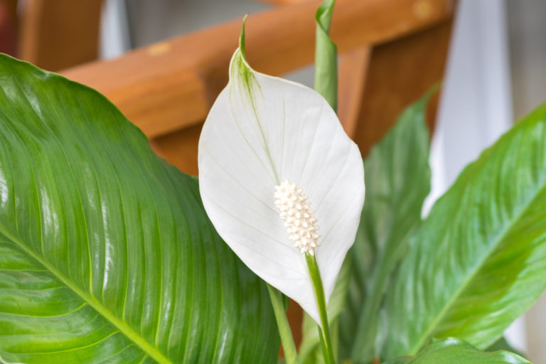 Einblatt bekommt braune Blüten Woran kann das liegen?