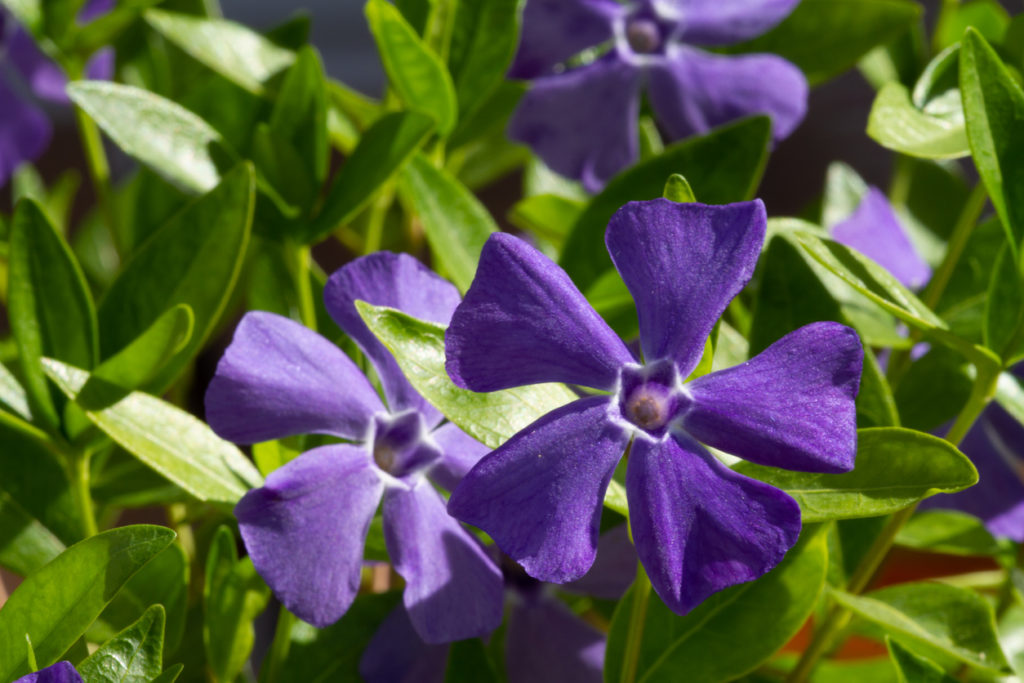 48+ Vinca Minor Vermehren, Erfahren sie, wie sie das kleine