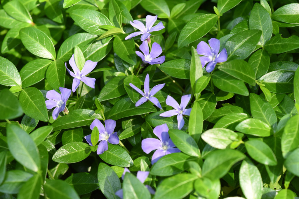 Immergrün vermehren So ziehen Sie neue Pflanzen Ihrer Vinca minor