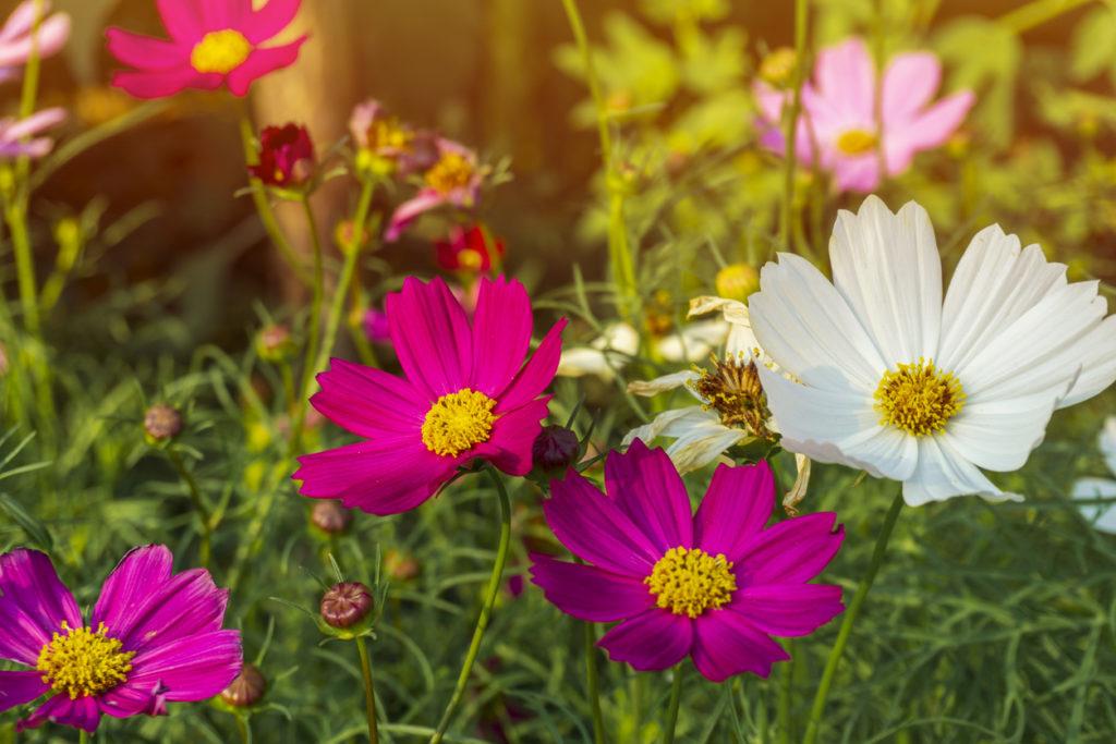 Cosmea säen So leicht funktioniert es