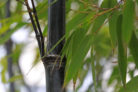 schwarzer-bambus-rhizome