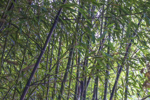 schwarzer-bambus-wachstum