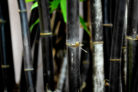 schwarzer-bambus-winterhart