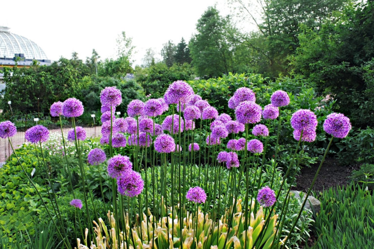 Flieder kombinieren So setzen sie ihn im Garten wirkungsvoll ein