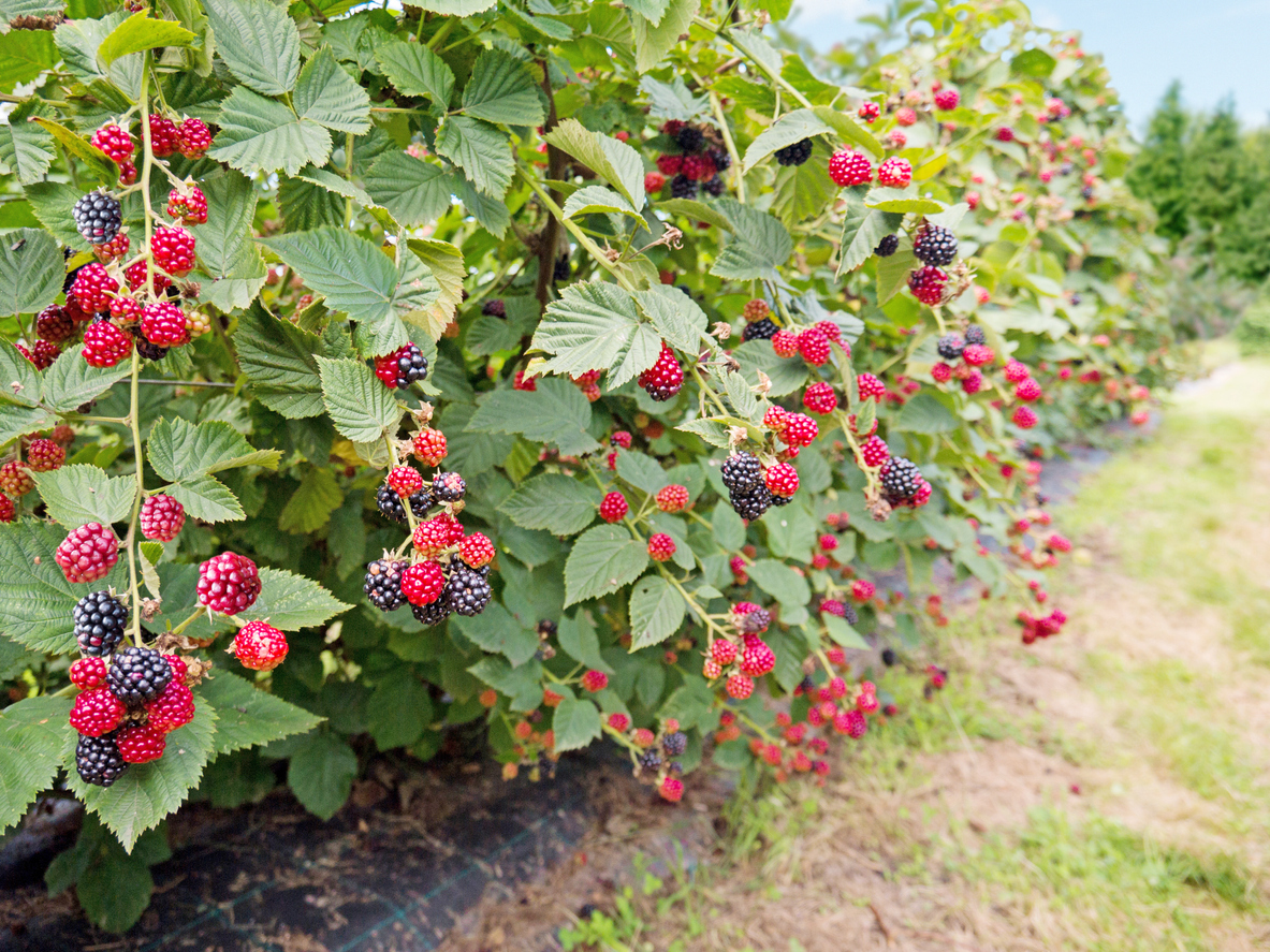 Brombeeren rot Welche Sorte ist das?