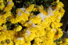 chrysanthemen-ueberwintern