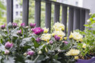 chrysanthemen-ueberwintern-balkon