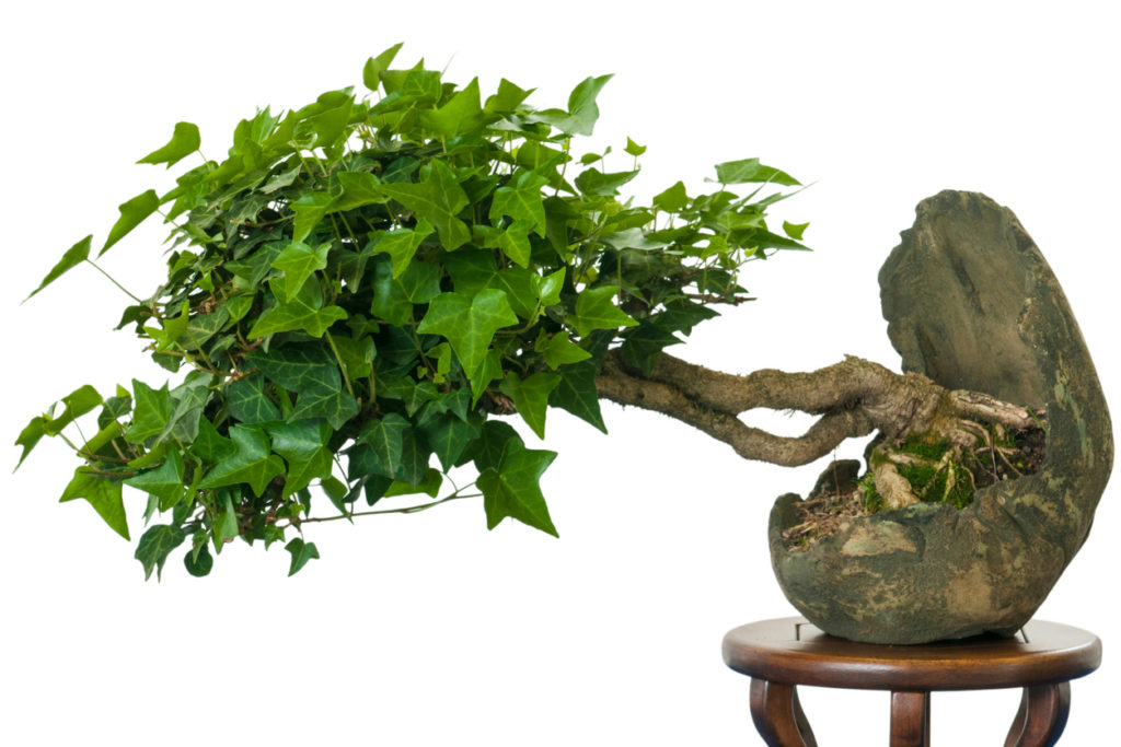 Efeu Bonsai Die besten Tipps zur Kultivierung