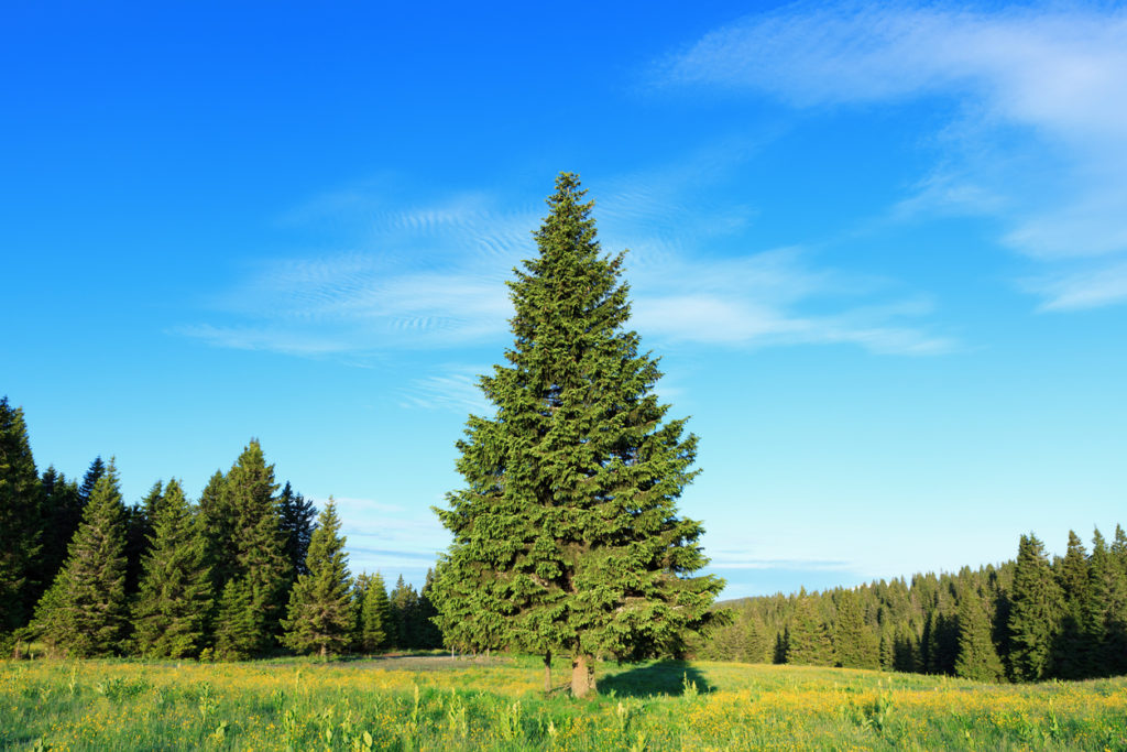 Fichte Standort Hier gefällt es dem Baum gut