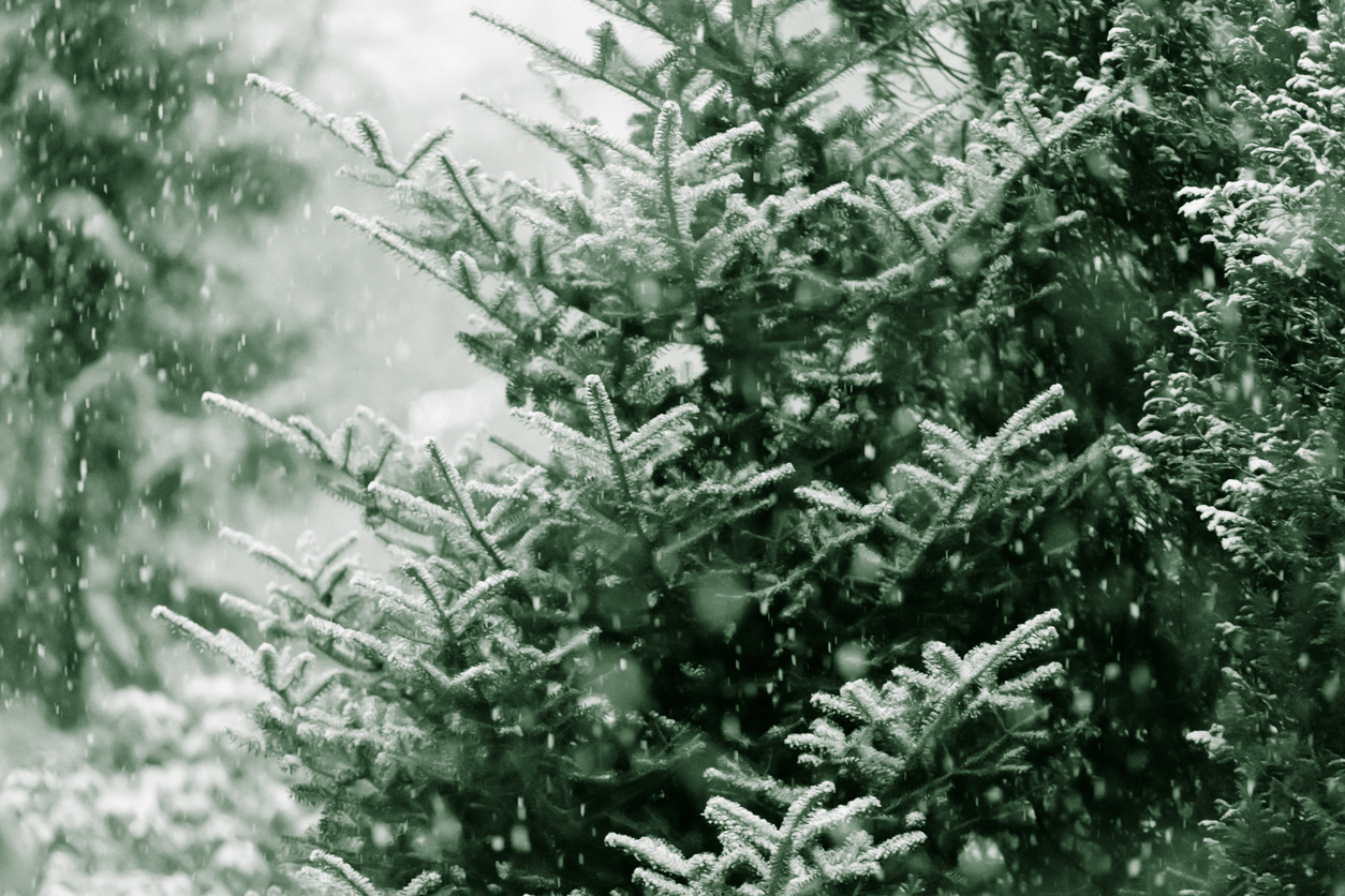 Wachstum der Fichte Wie schnell wird der Baum groß?