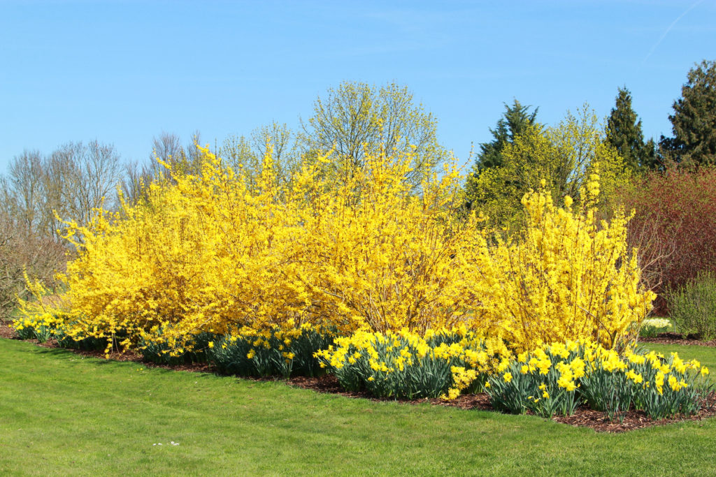 Forsythie im Herbst schneiden Geht das?