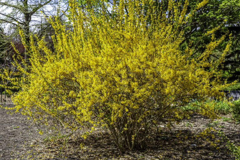 Forsythie Pflanzen Wann